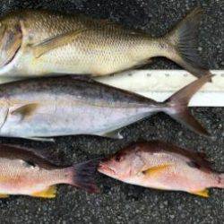 鵜来島家本渡船 釣果