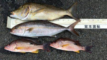 鵜来島家本渡船 釣果