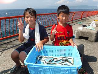 平磯海づり公園　サビキ釣果