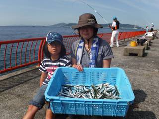 平磯海釣り公園　サビキでアジ・イワシの釣果…
