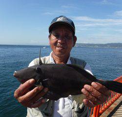 神戸市立平磯海づり公園　ウマヅラハギ 	32㎝
