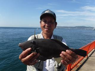 神戸市立平磯海づり公園　ウマヅラハギ 	3…