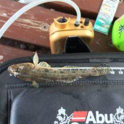 多摩川河口のべ竿で楽しむ手軽なハゼ釣り【WK釣り日記 No.01】