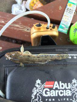 多摩川河口のべ竿で楽しむ手軽なハゼ釣り【WK釣り日記 No.01】