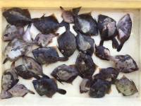 和歌山マリーナシティ釣り公園 釣果