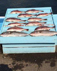 和歌山マリーナシティ釣り堀 釣果