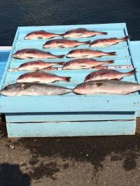 和歌山マリーナシティ釣り堀 釣果
