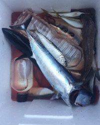 和歌山マリーナシティ釣り公園 釣果