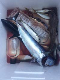 和歌山マリーナシティ釣り公園 釣果