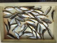 和歌山マリーナシティ釣り公園 釣果