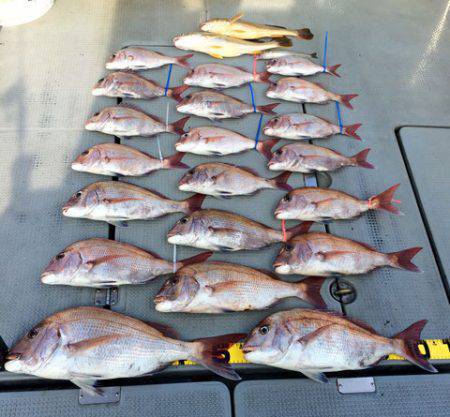 さんさん丸 釣果