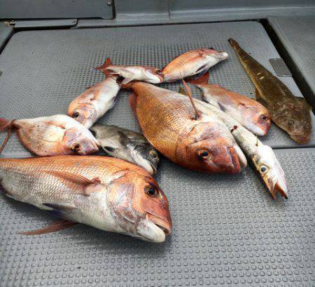 さんさん丸 釣果