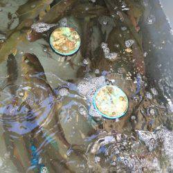 Blue.win 海人丸 釣果