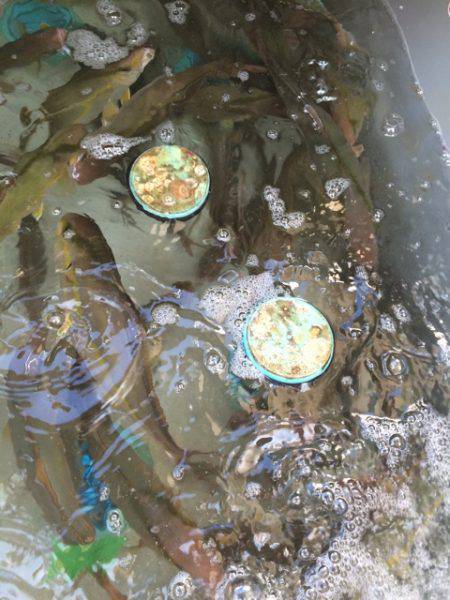 Blue.win 海人丸 釣果