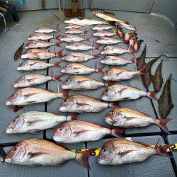 さんさん丸 釣果