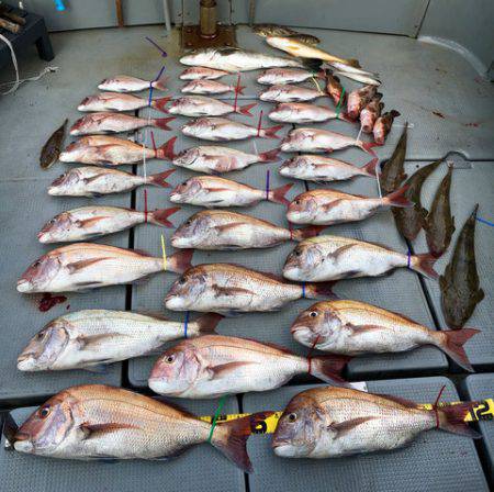 さんさん丸 釣果