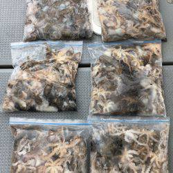 さんさん丸 釣果