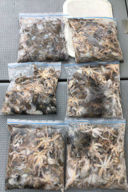 さんさん丸 釣果