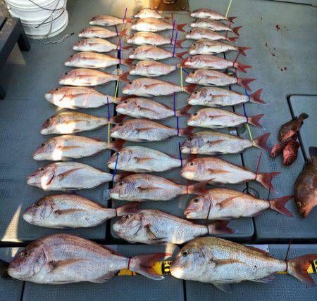 さんさん丸 釣果