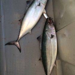 Blue.win 海人丸 釣果