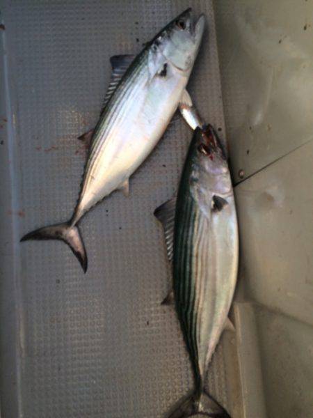 Blue.win 海人丸 釣果