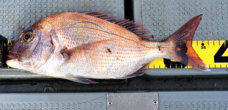 さんさん丸 釣果