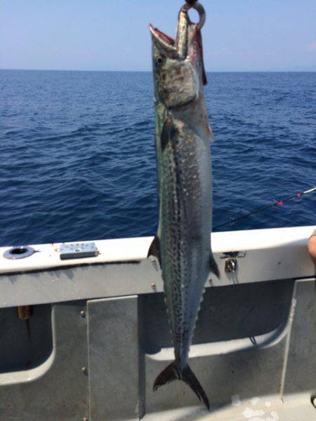 Blue.win 海人丸 釣果