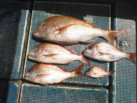 フィッシングガイド りょう 釣果