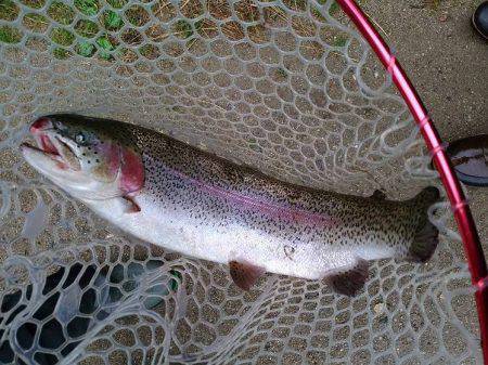 高萩ふれあいの里フィッシングエリア 釣果
