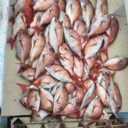 第七はやと （旧 満寿丸） 釣果