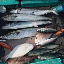 清和丸 釣果
