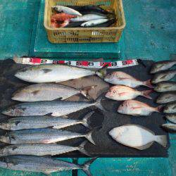 清和丸 釣果