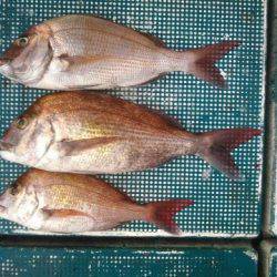 フィッシングガイド りょう 釣果