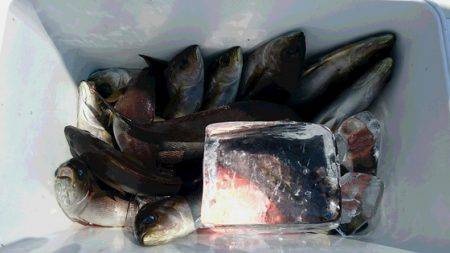 しば渡船 釣果