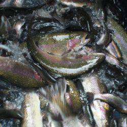 高萩ふれあいの里フィッシングエリア 釣果