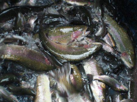 高萩ふれあいの里フィッシングエリア 釣果