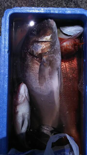 海晴丸 釣果