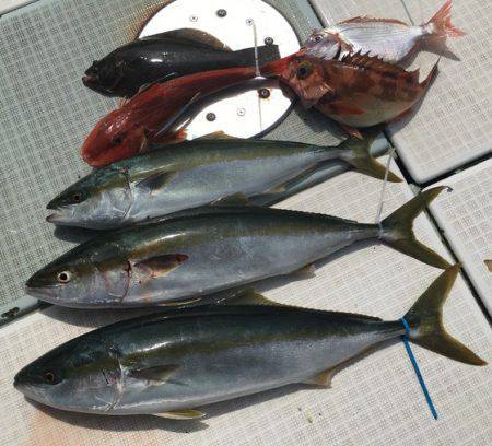 ふじしめ丸 釣果