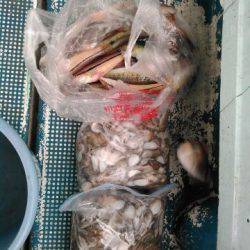 フィッシングガイド りょう 釣果