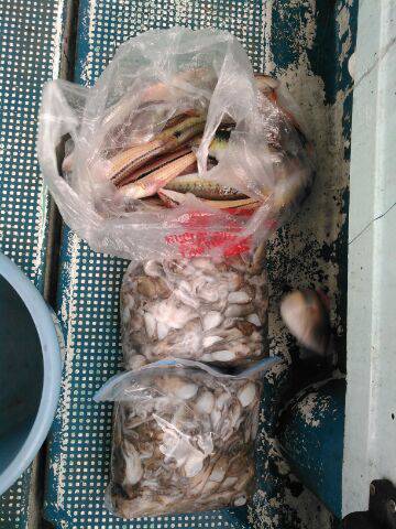 フィッシングガイド りょう 釣果