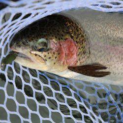 小菅トラウトガーデン 釣果