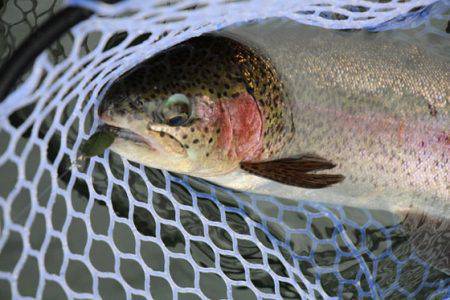 小菅トラウトガーデン 釣果