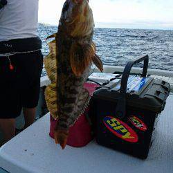 遊漁船ブルーウッズ 釣果