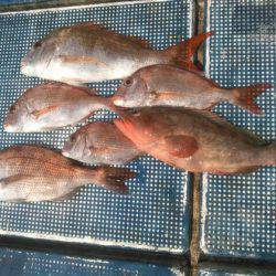 フィッシングガイド りょう 釣果