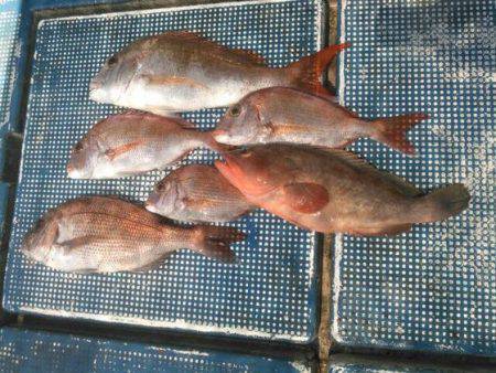 フィッシングガイド りょう 釣果