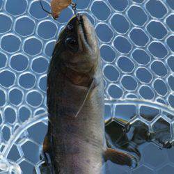 小菅トラウトガーデン 釣果