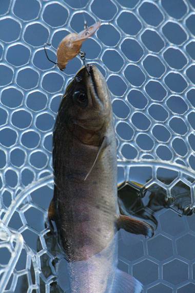 小菅トラウトガーデン 釣果