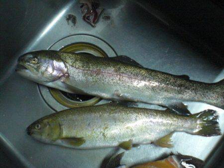 高萩ふれあいの里フィッシングエリア 釣果