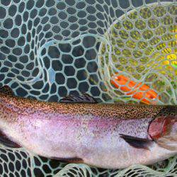 小菅トラウトガーデン 釣果