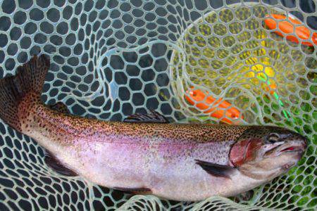 小菅トラウトガーデン 釣果